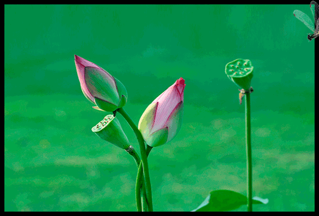 (三)西湖碧波荡画舫,堤岸古木蝉噪扬,荷叶浮萍鱼潜过,茎托翠盖望月光.