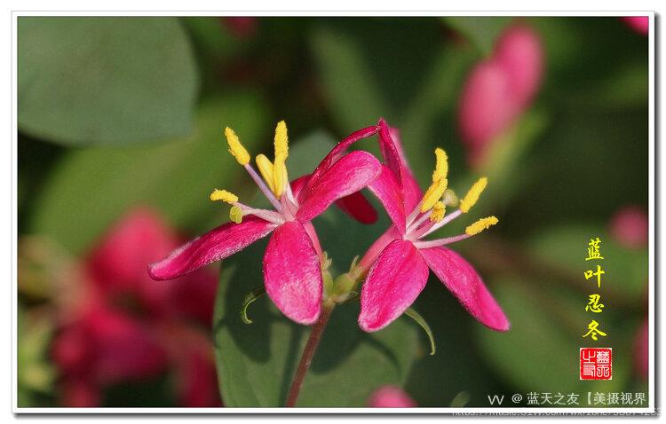 首发美丽的小红花蓝叶忍冬