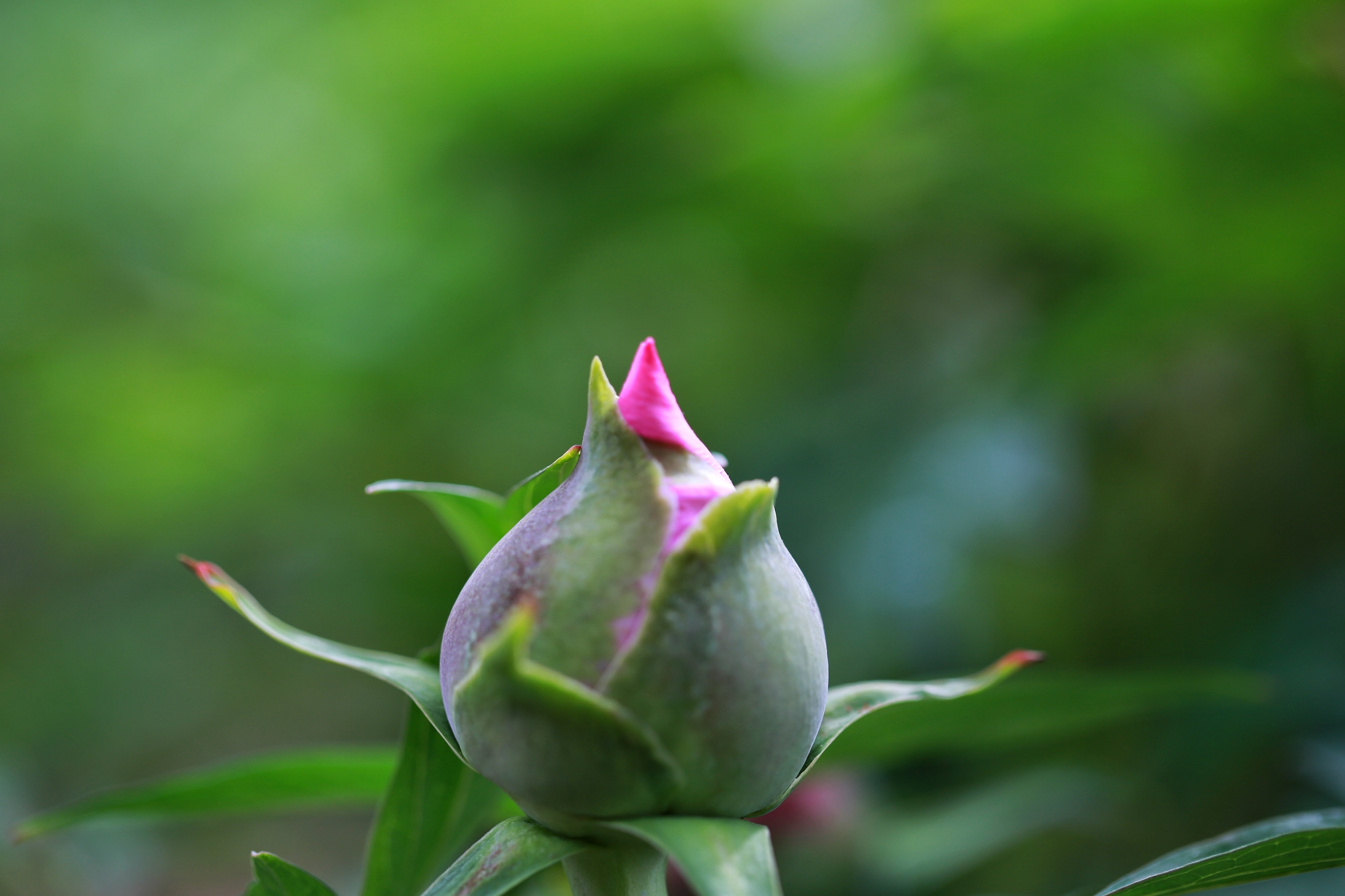 牡丹花蕊【首发】
