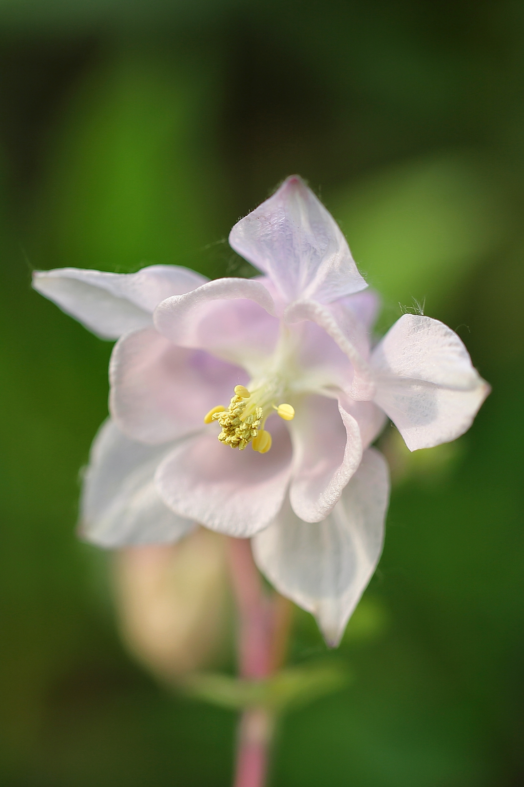 漂亮耧斗花《首发》