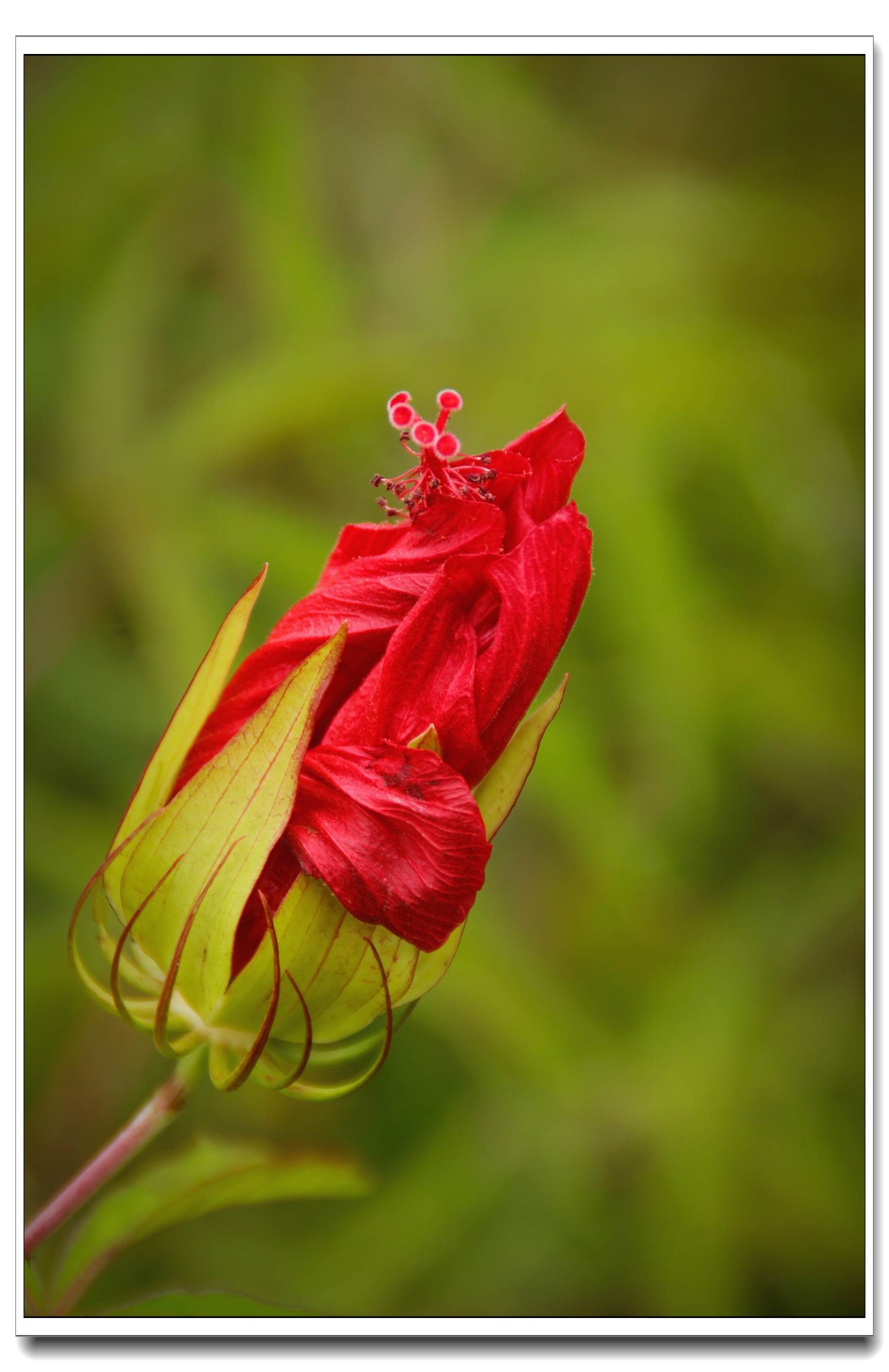 【首发】热情似火的红秋葵