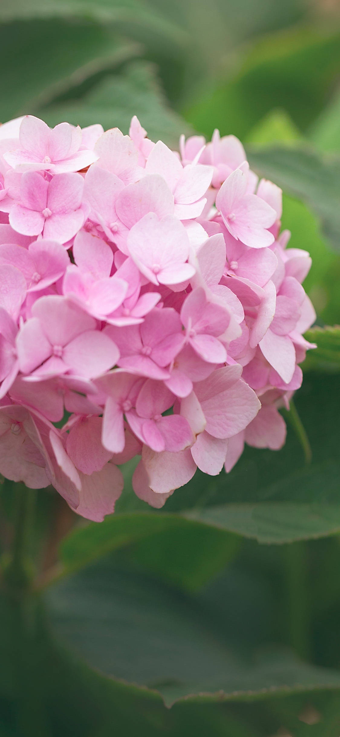 【首发】粉绣球