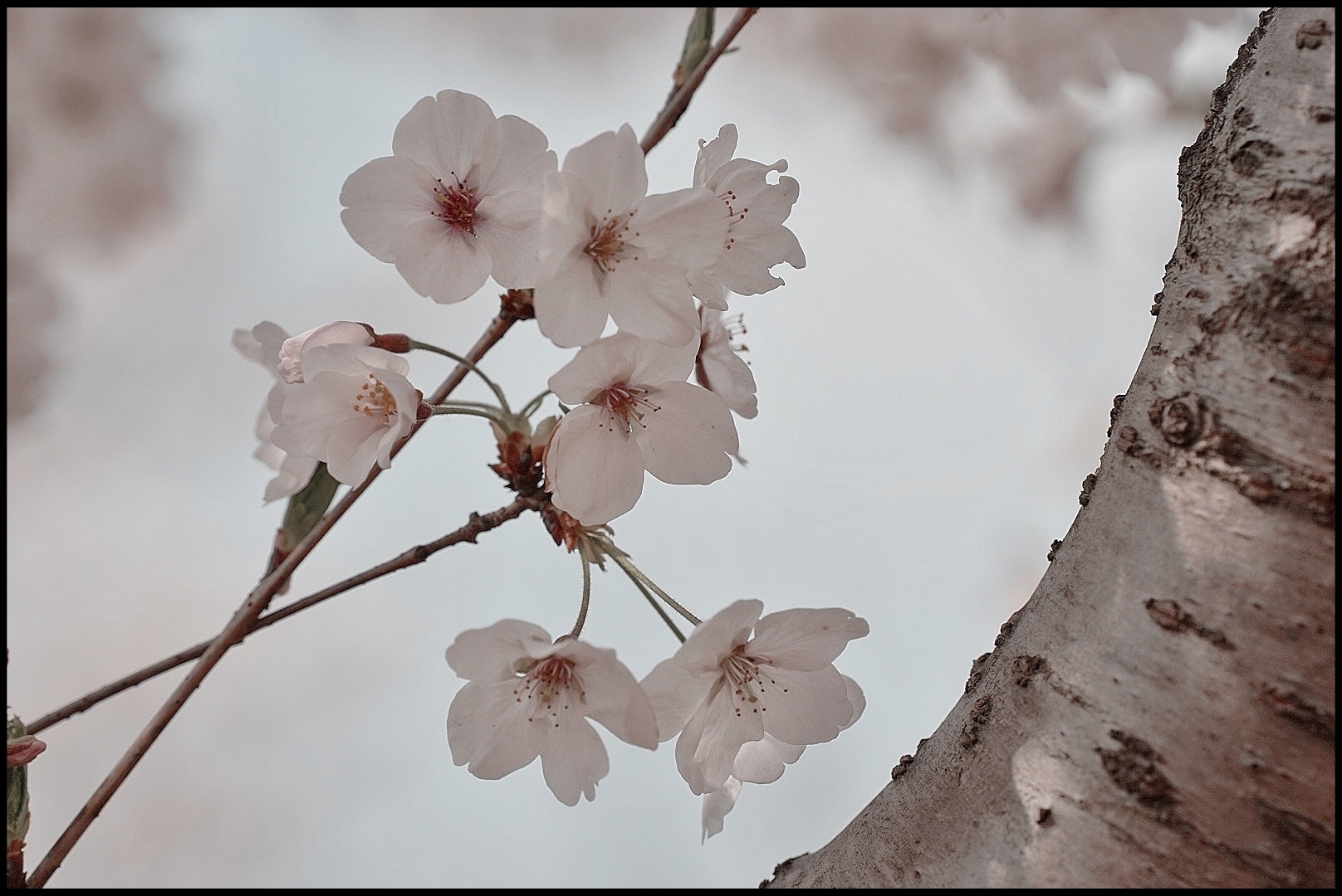 樱花雪