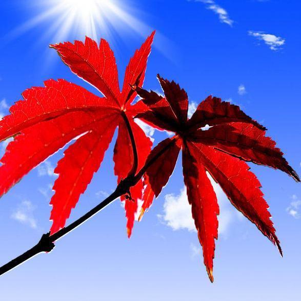 《书中的一片枫叶》首发