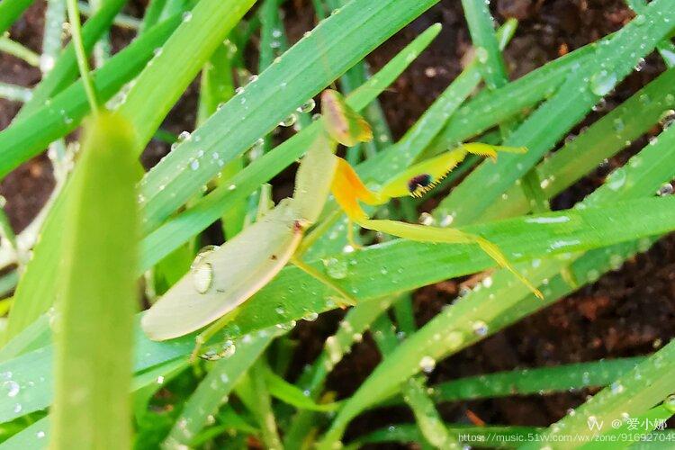 微距里的小螳螂原创首发