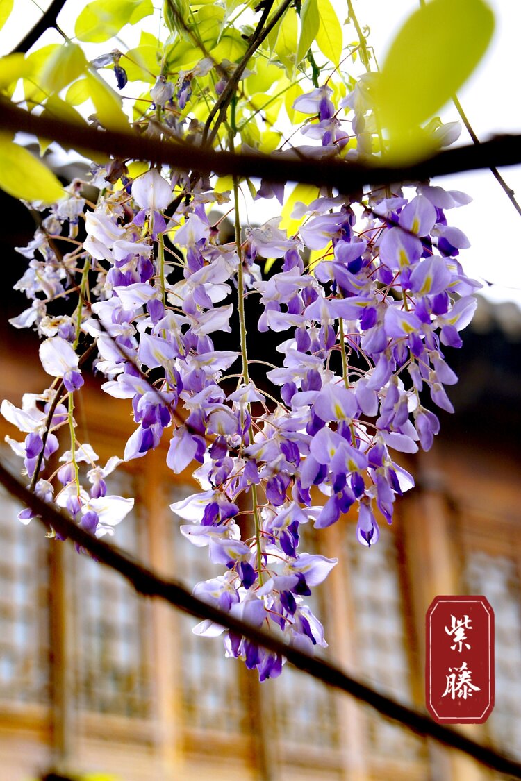 古风紫藤光芒摄于南京老门东