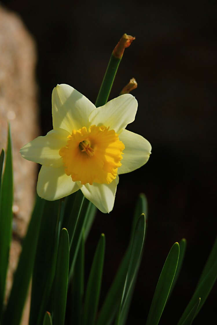洋水仙花清香怡人