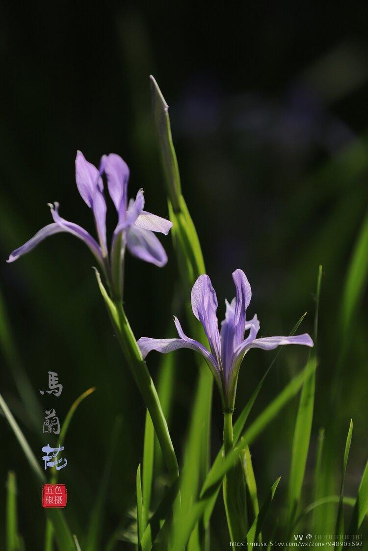 首发马兰花