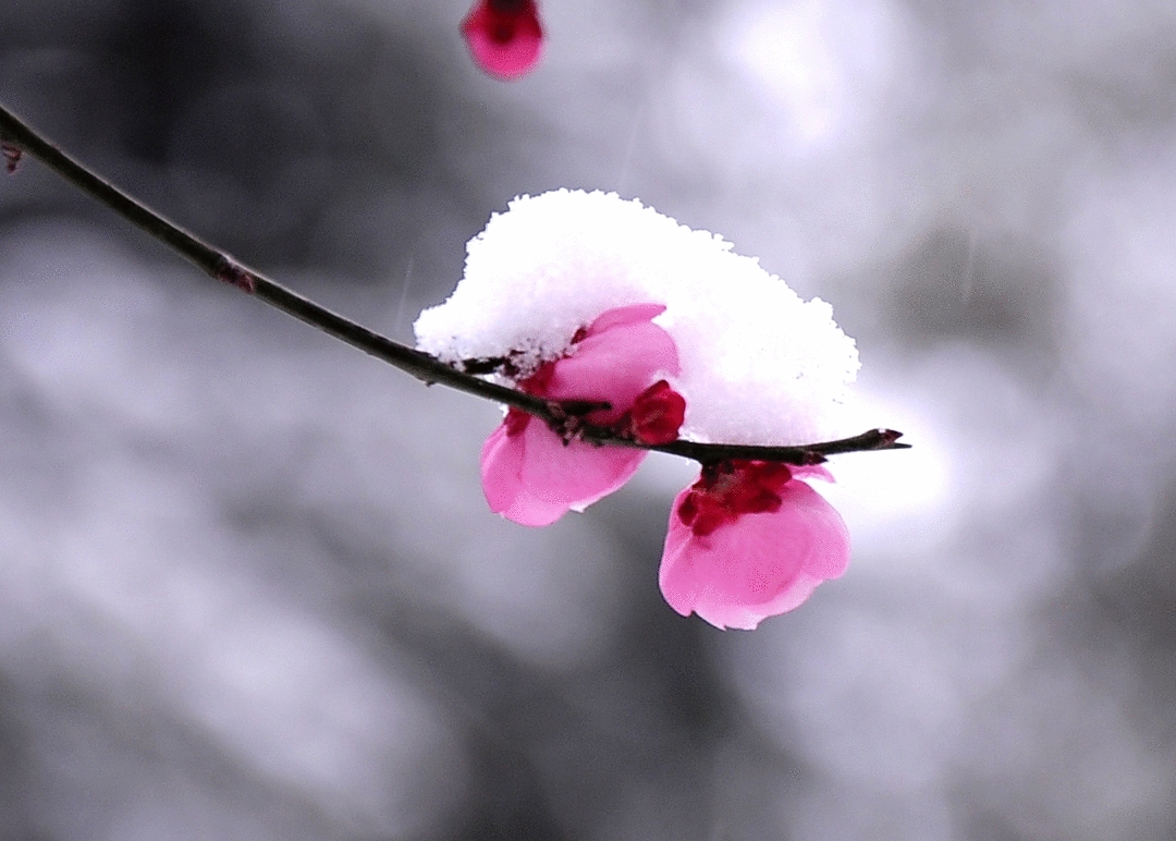 【首发】当雪花爱上梅花