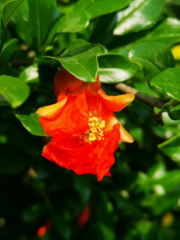 五色丝针倦绣窠玉阶新发石榴花