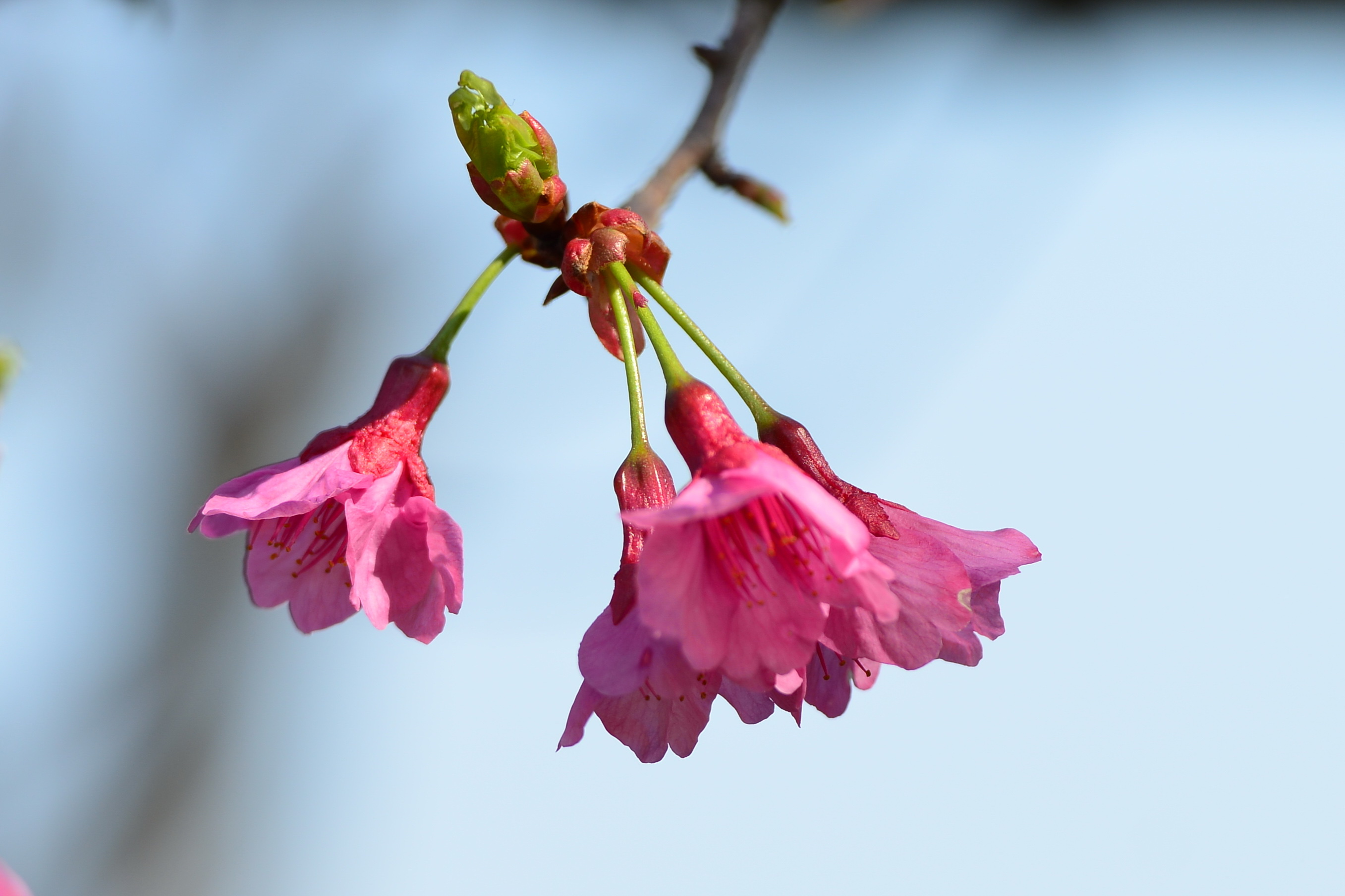 【首发】优雅微笑寒绯樱