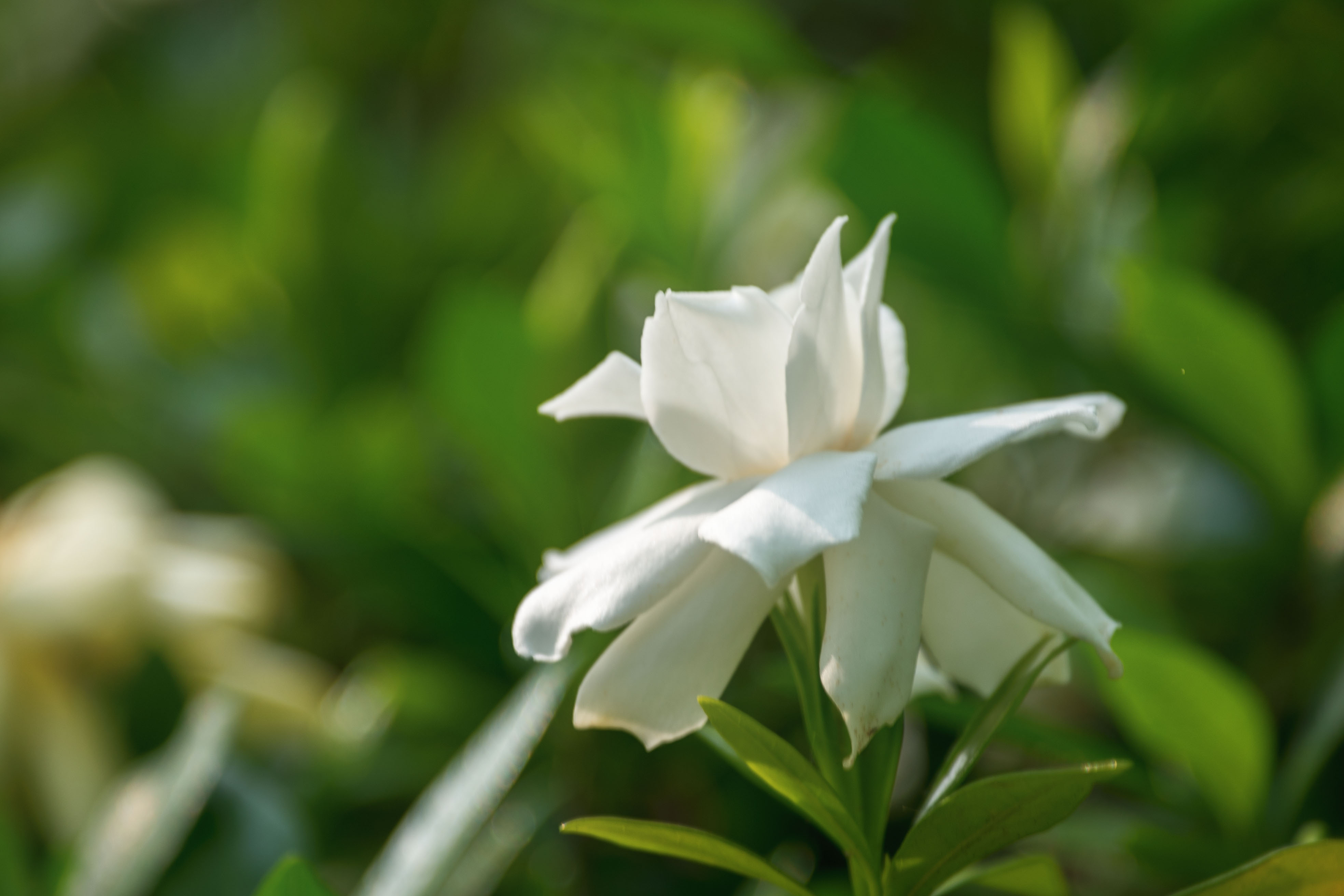 栀子花壁纸小清新图片