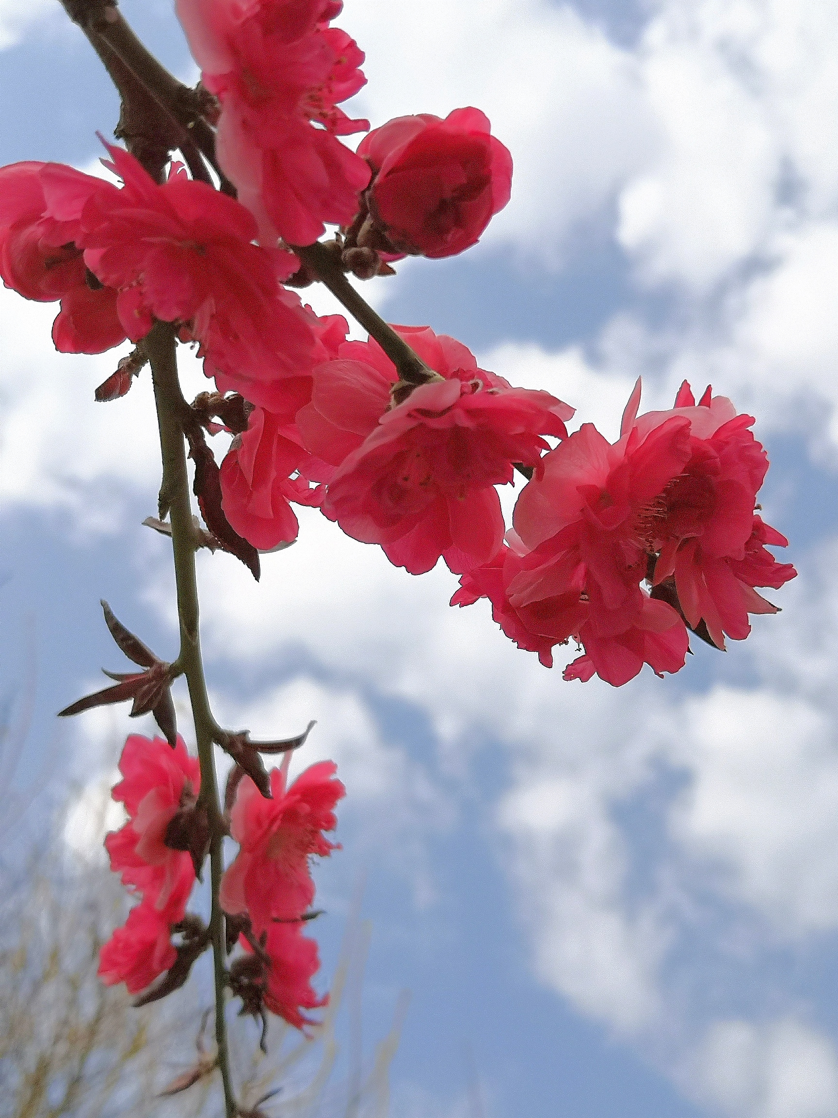 碧桃花【首發】