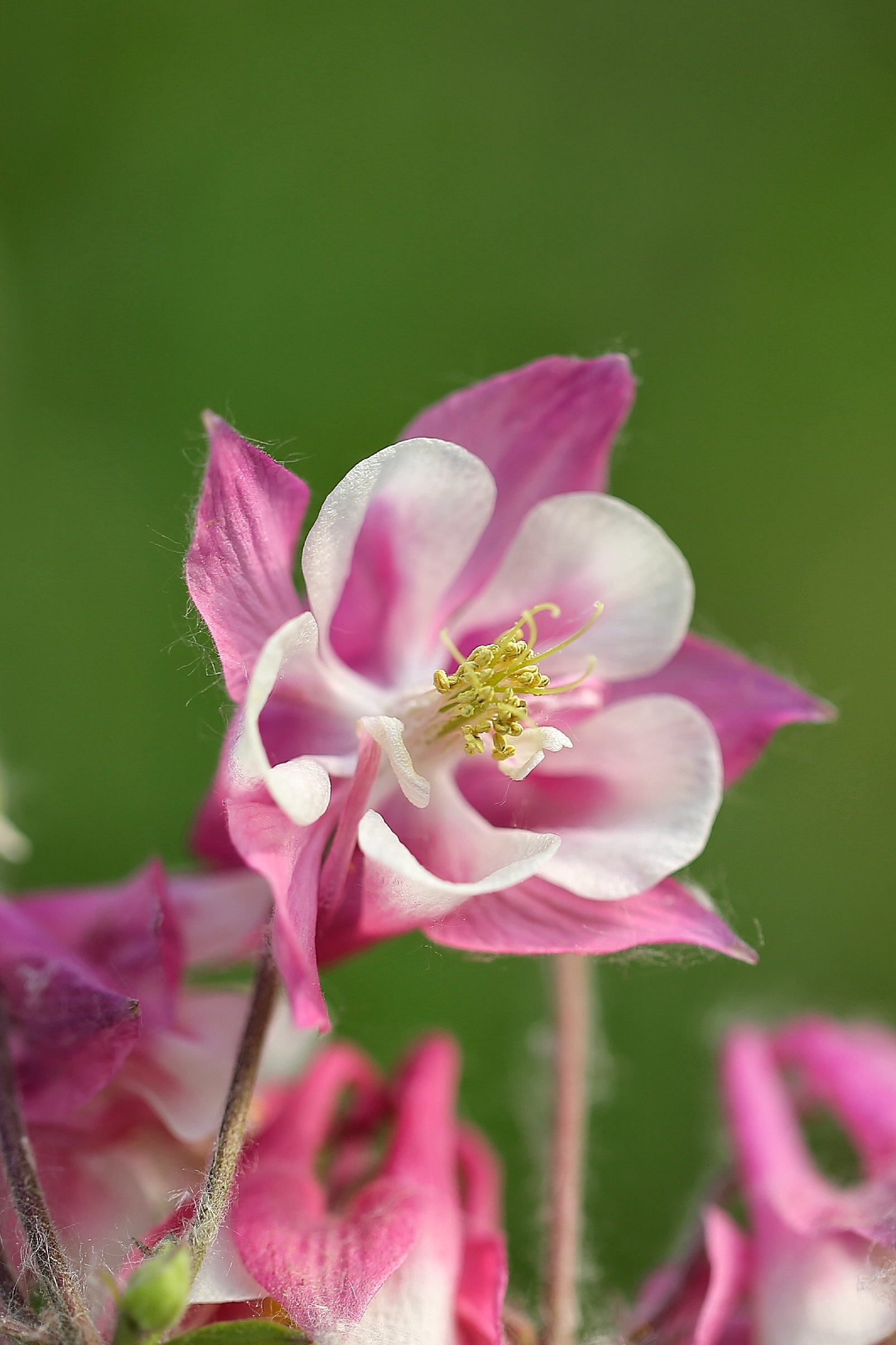 漂亮耧斗花《首发》