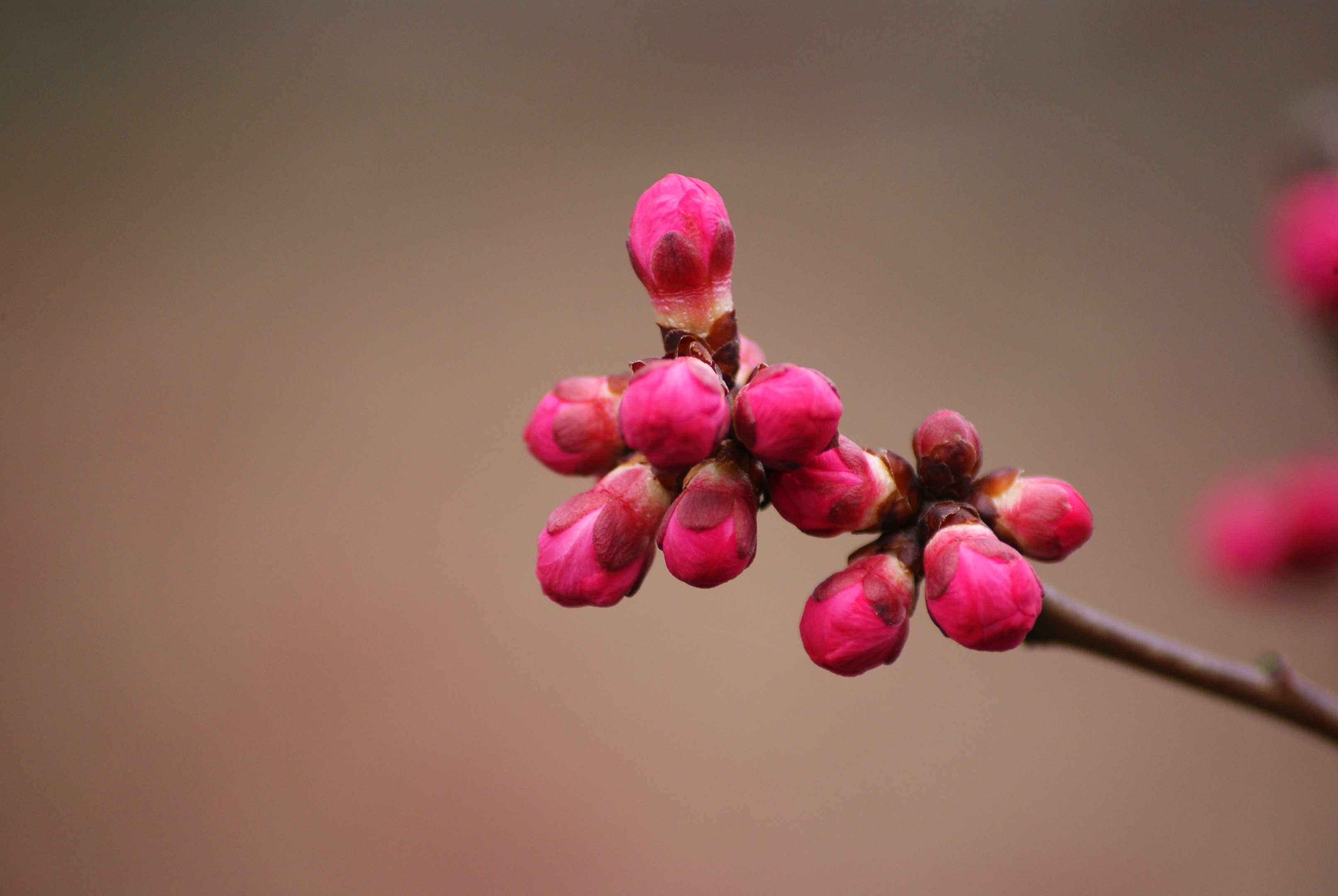 春天的花蕾