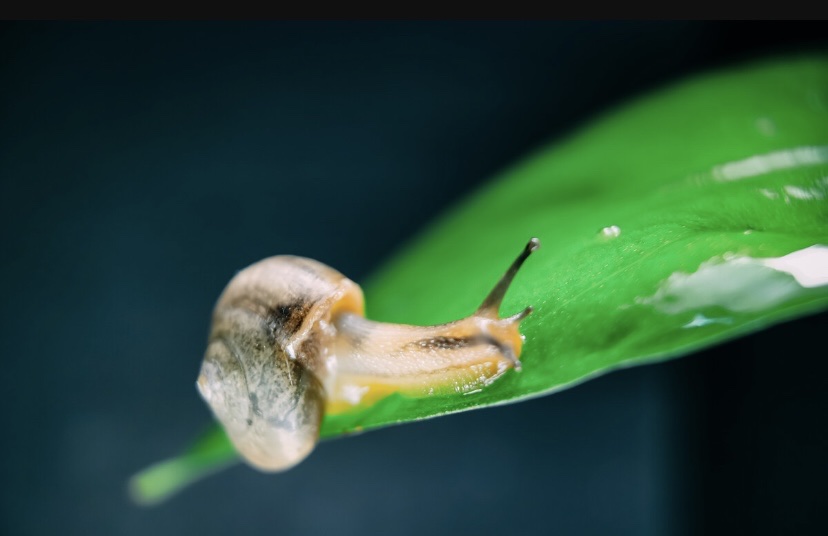 【首发】一只蜗牛(一)