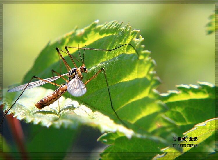 原创首发昆虫摄影之十五蚊蛉