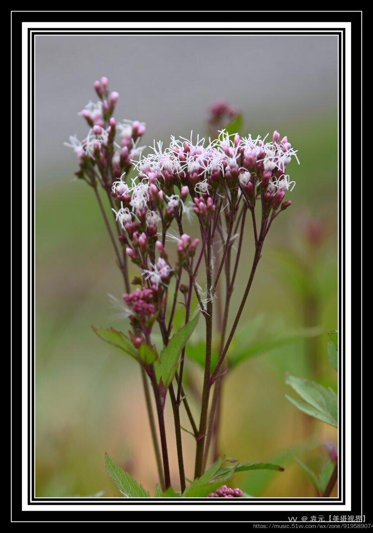 醒头草佩兰首发