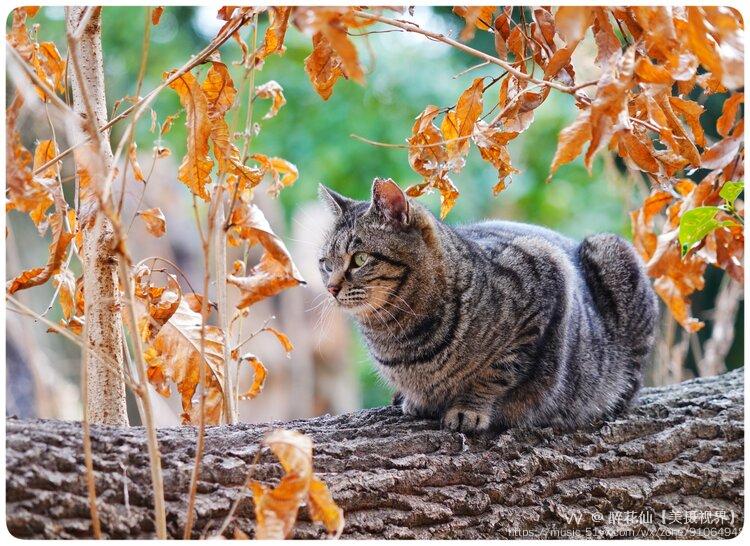 遇见乖乖的野花猫