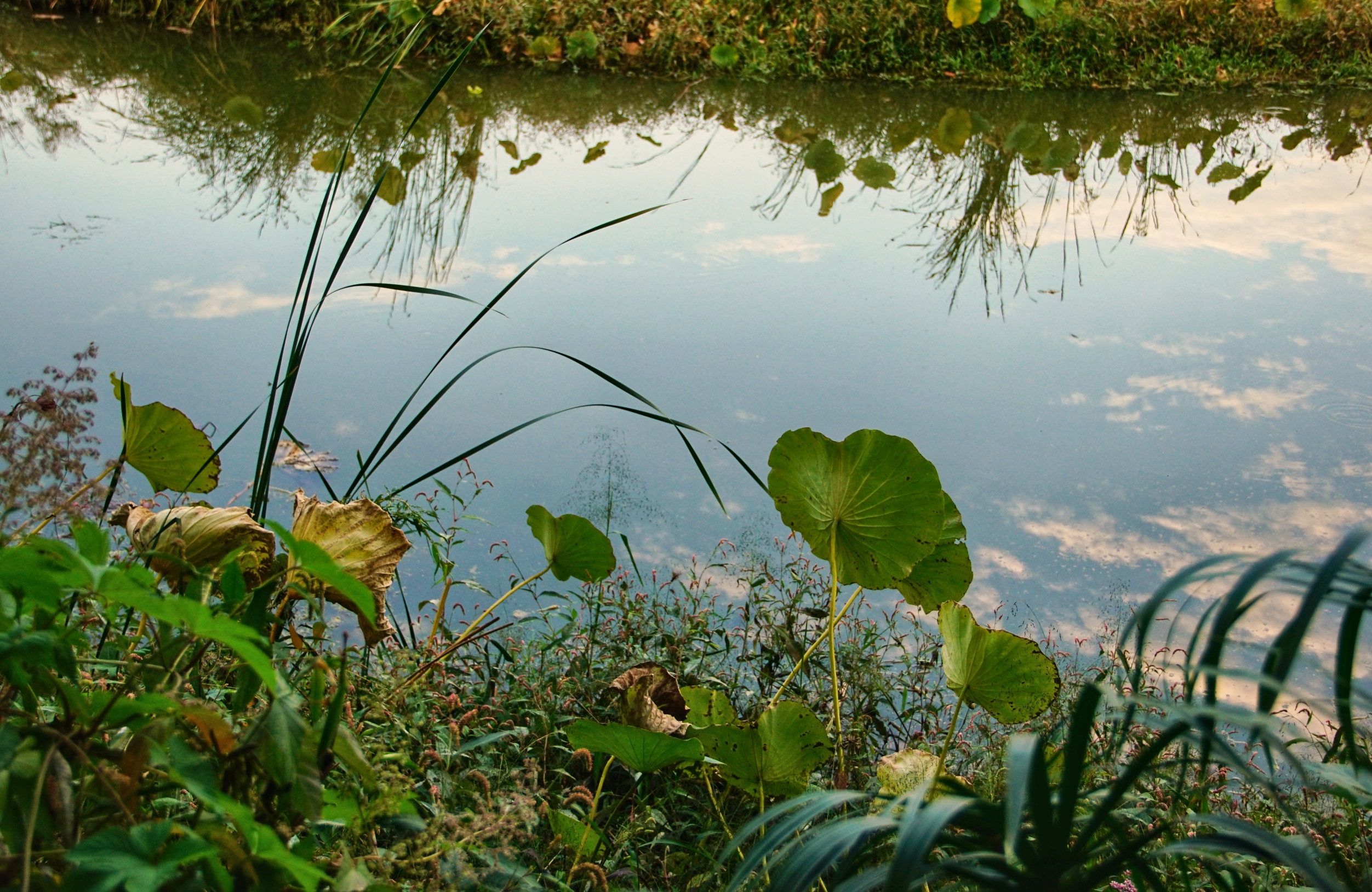 秋塘,浊水中的破败