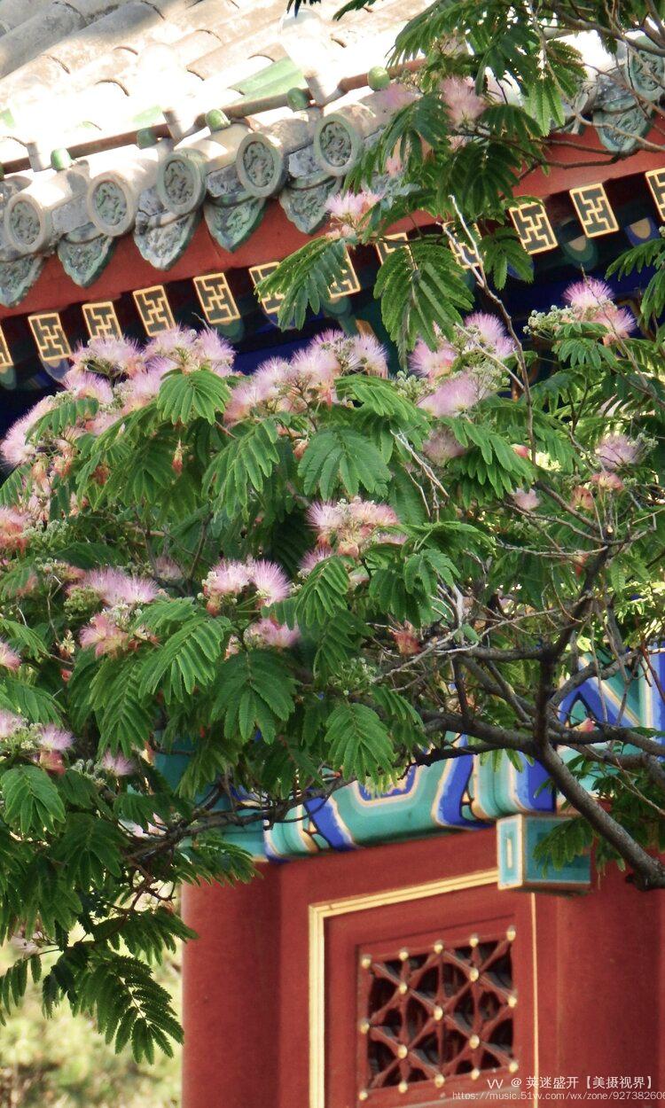 北海公园小扇子花首发