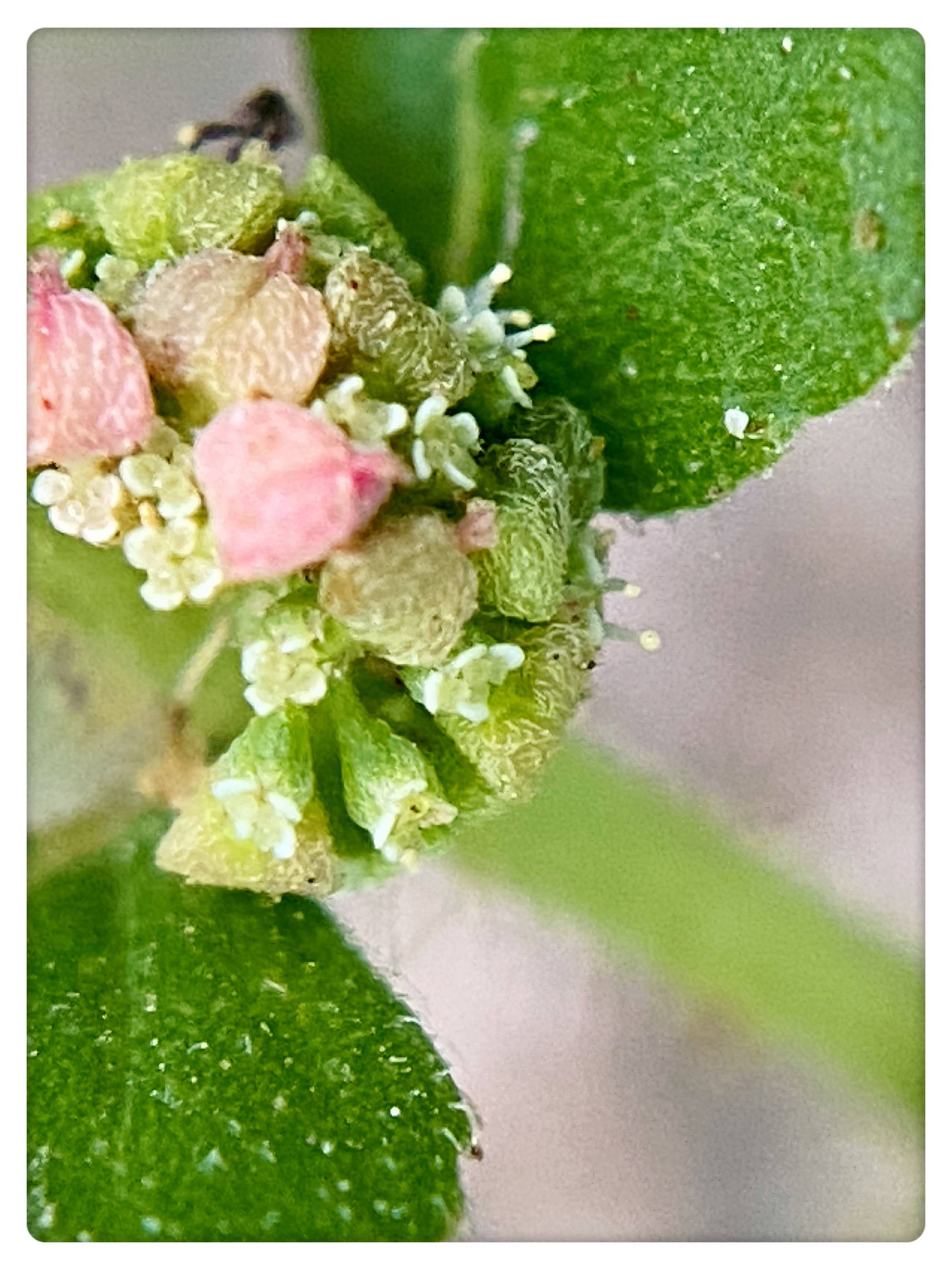 【首发】通奶草