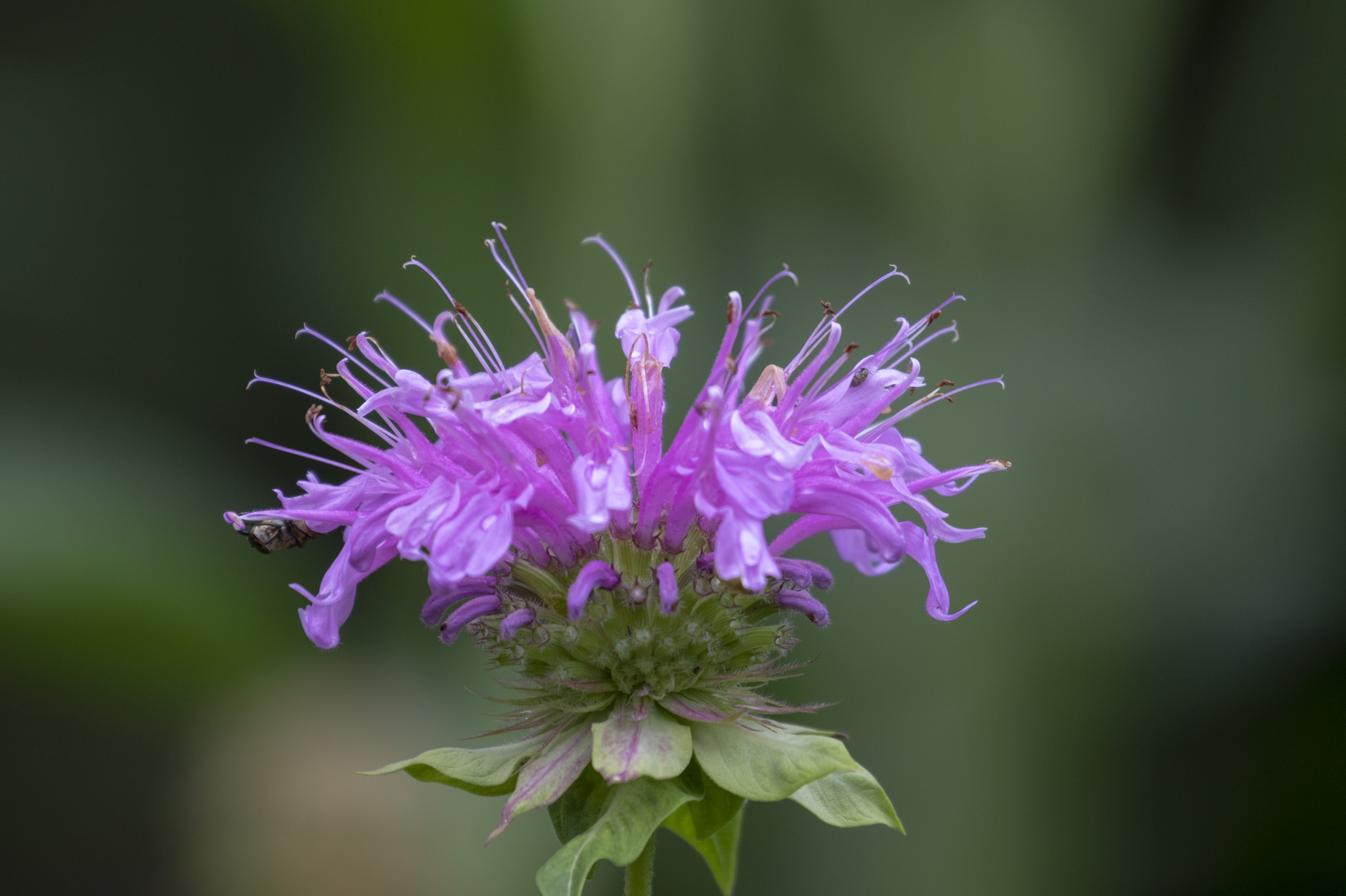 美国薄荷【vv首发】