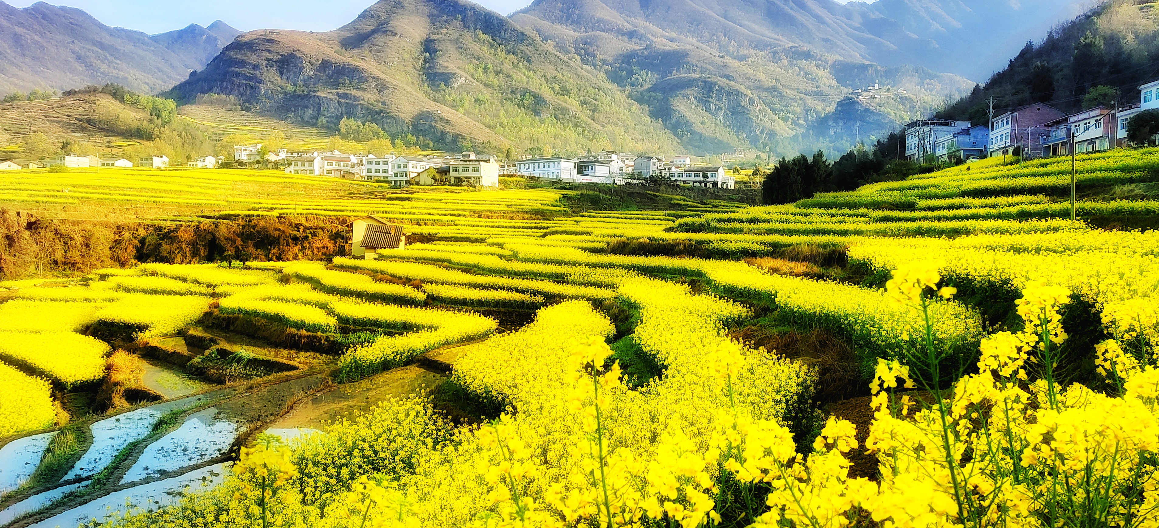 【首发】陕西汉阴油菜花开了!