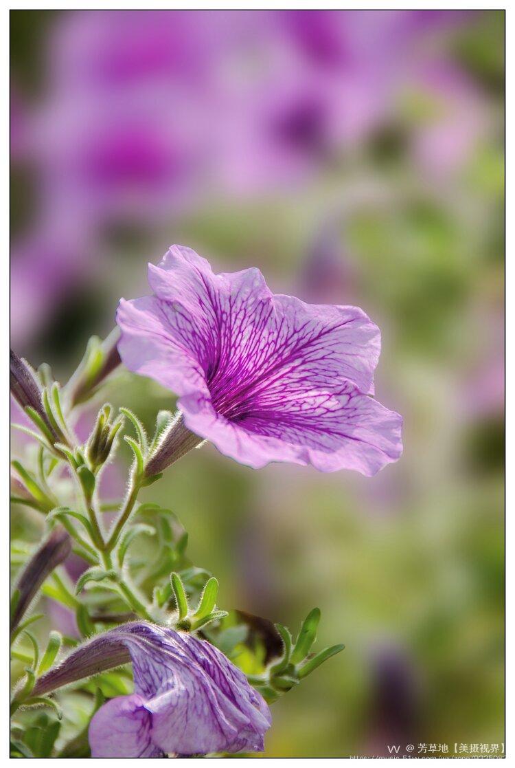 碧冬茄的花语:安心,预示着家庭幸福,和谐安宁.