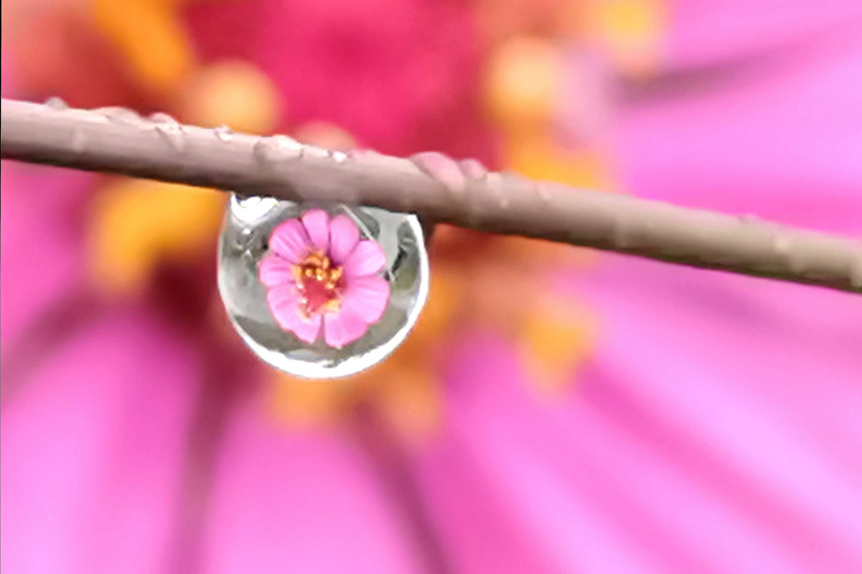 眺望着高远的天际 晨阳冉冉升起 暖暖的阳光下 一朵花 在悄悄地盛开