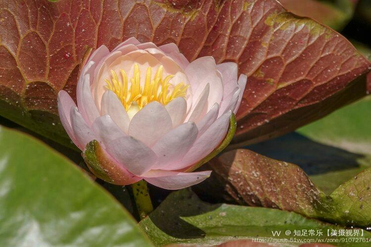 首發睡蓮花開