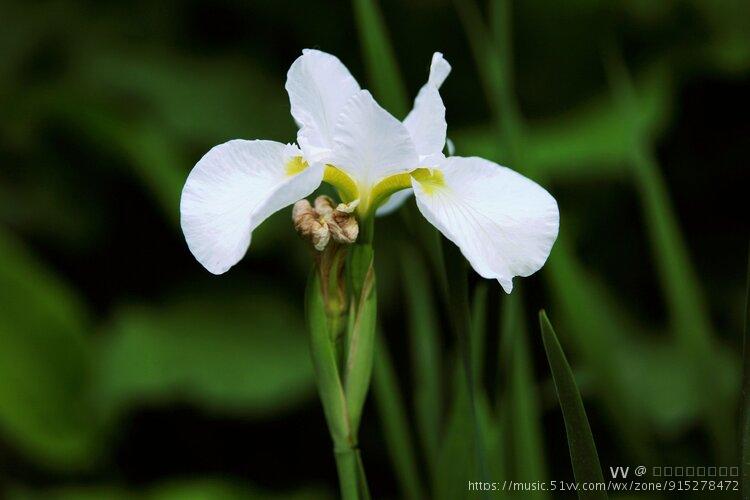首发白色花菖蒲
