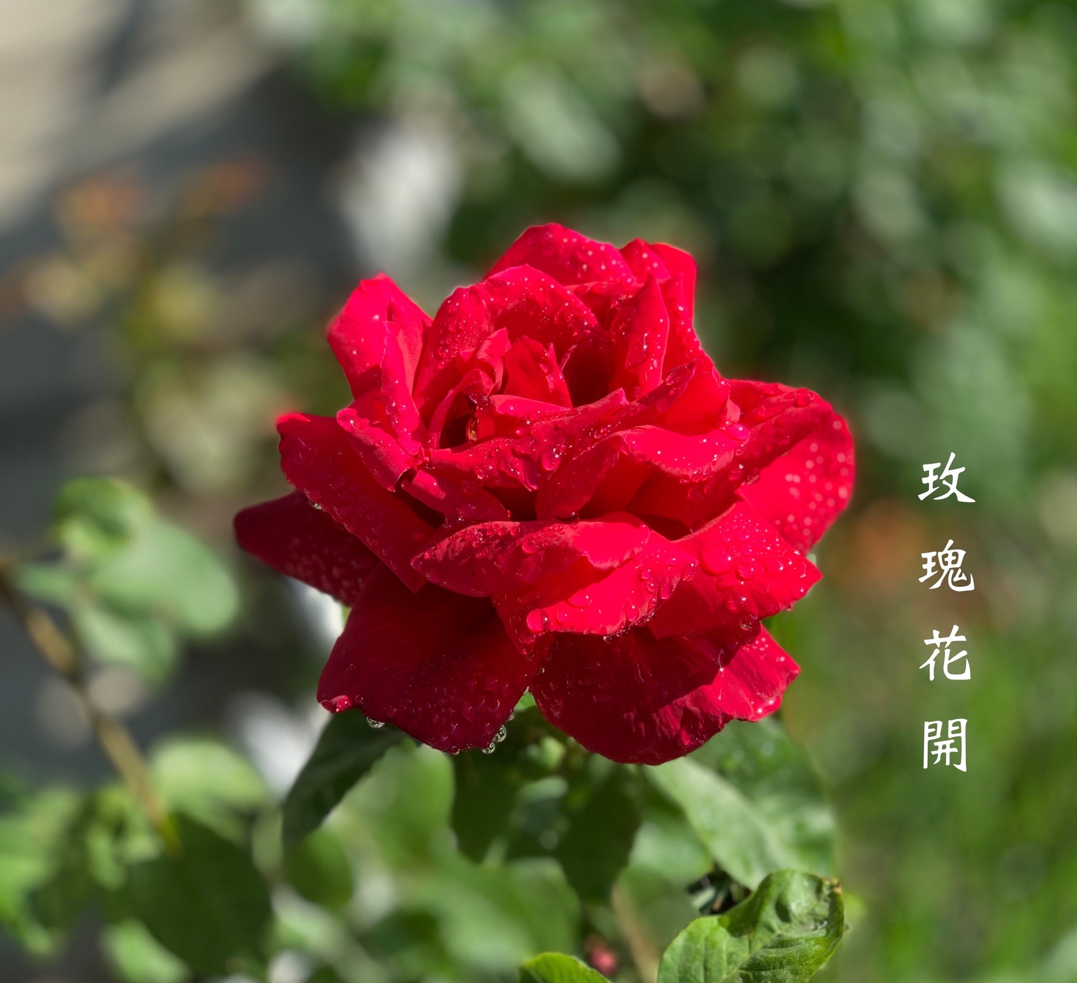 【首发】玫瑰花开的感觉