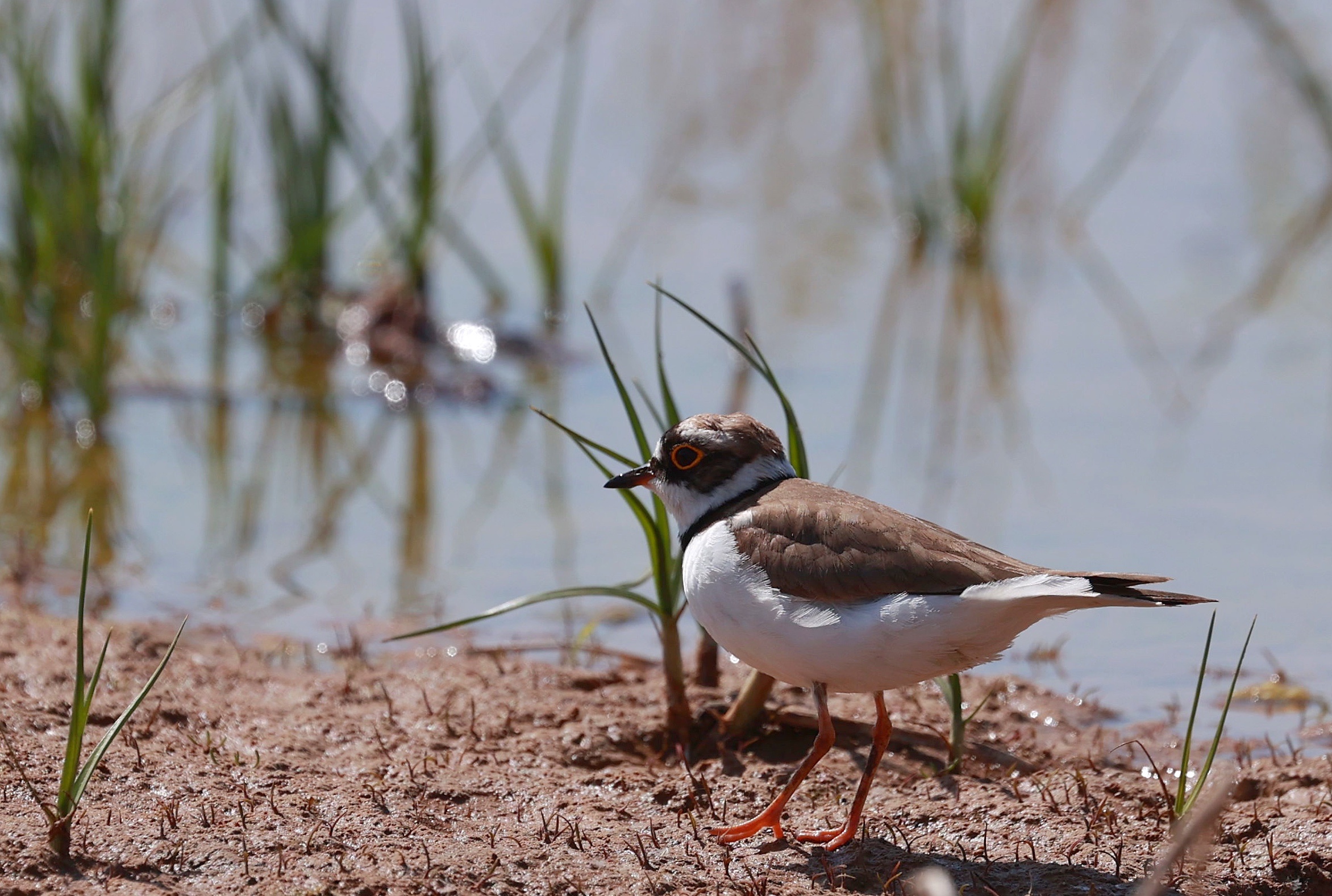 ringed plover,学名:charadrius dubius),是鸻形目鸻科鸻属的鸟类