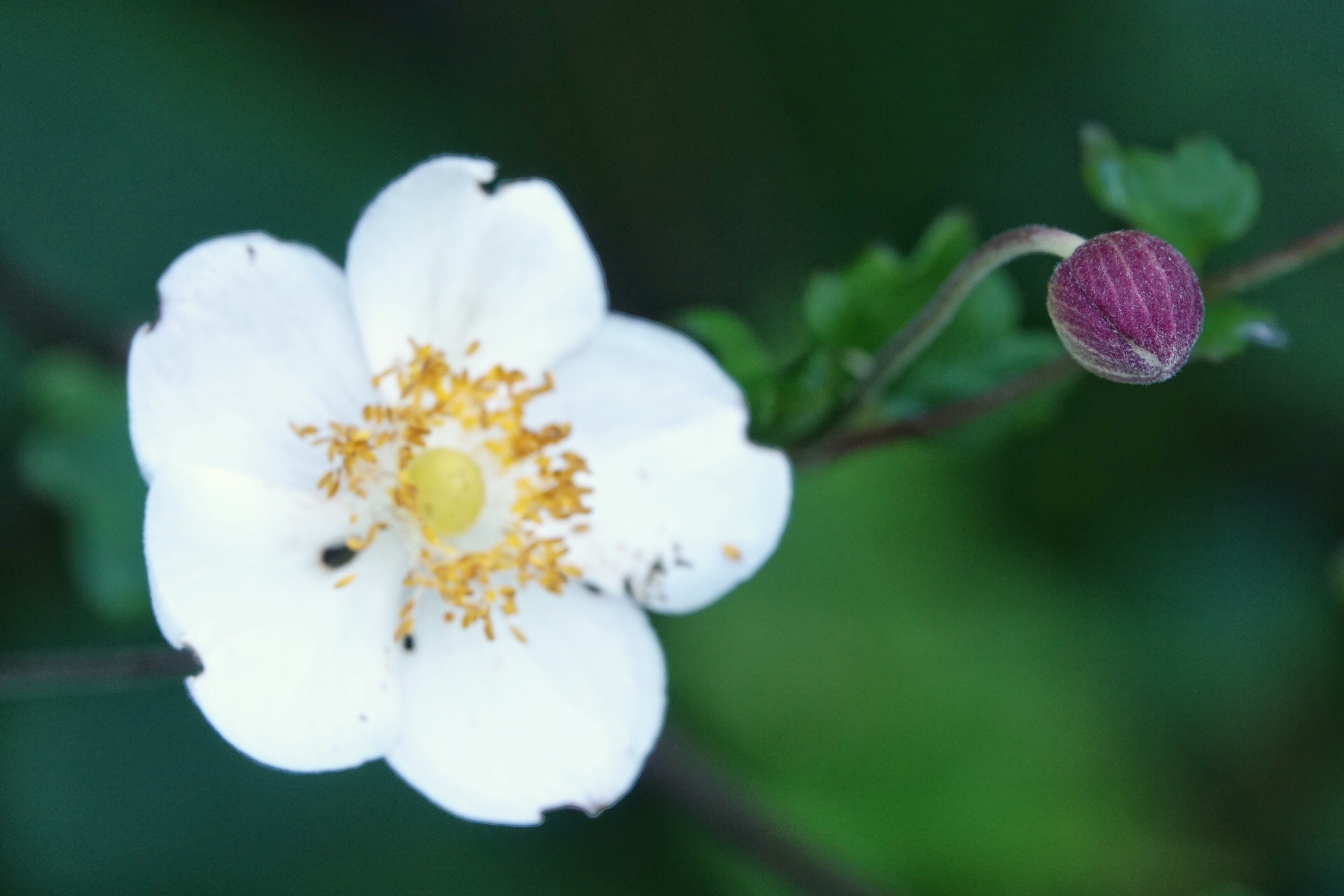 散落山间的野棉花