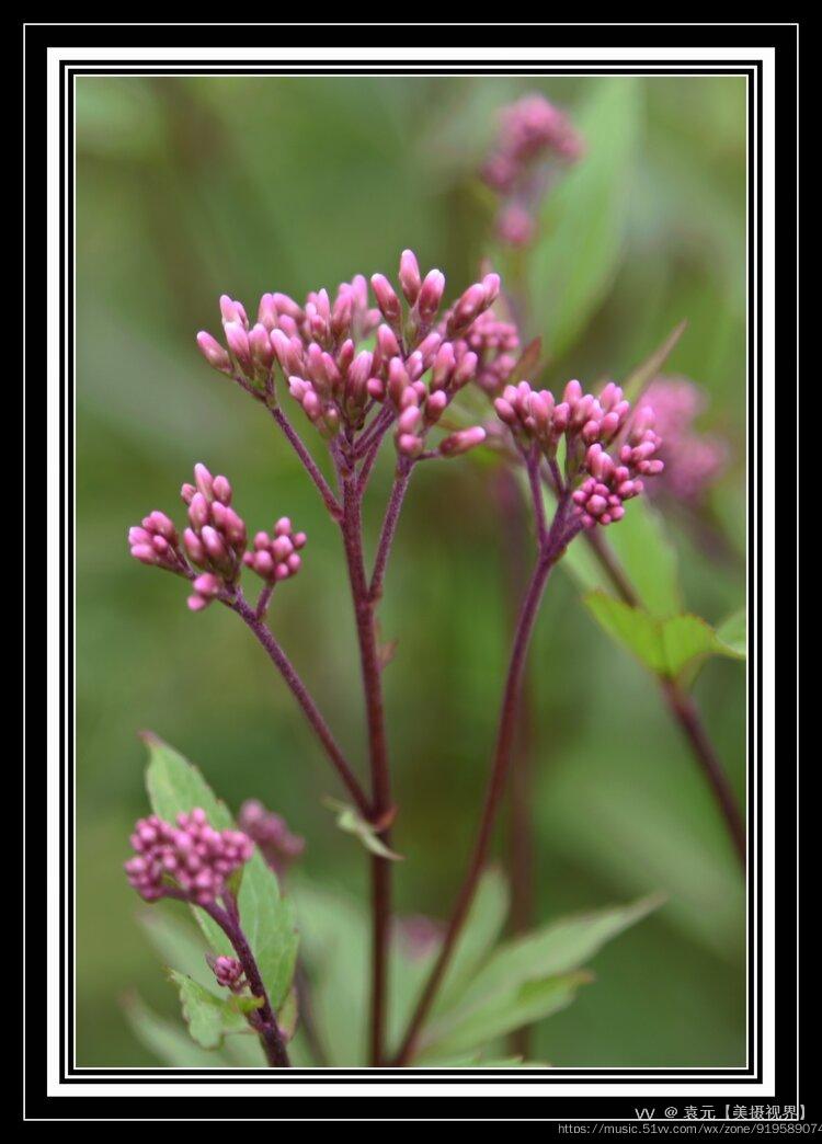 醒头草佩兰首发