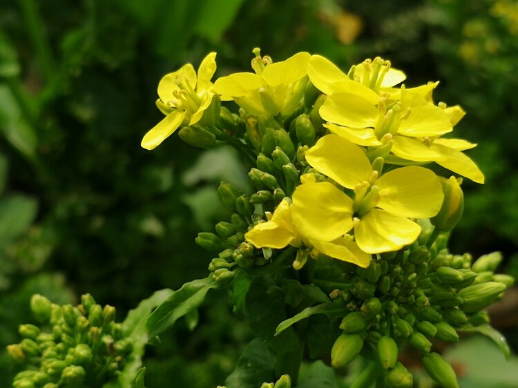 芸苔花开原创首发
