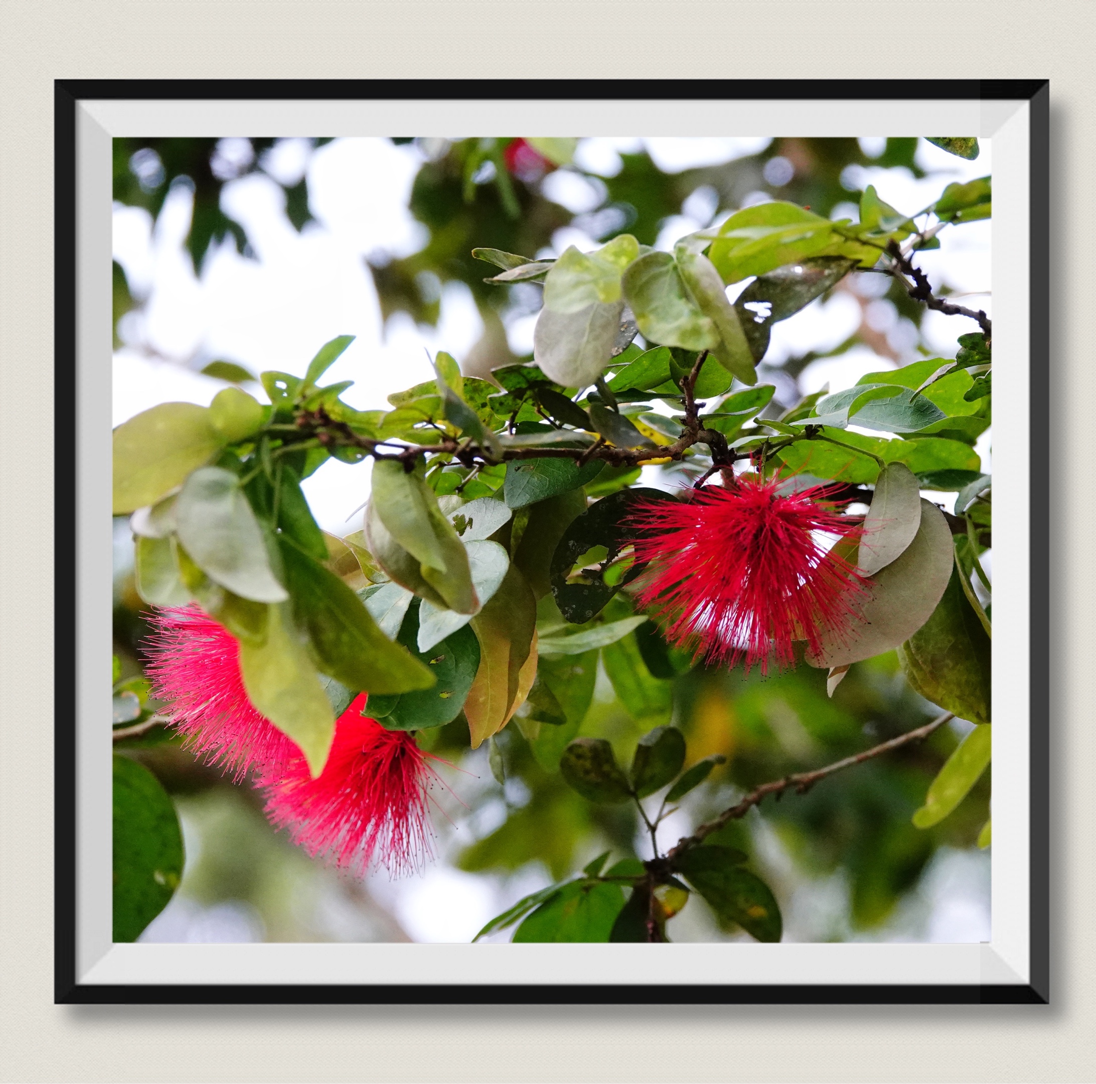 【摄影首发】红粉扑花