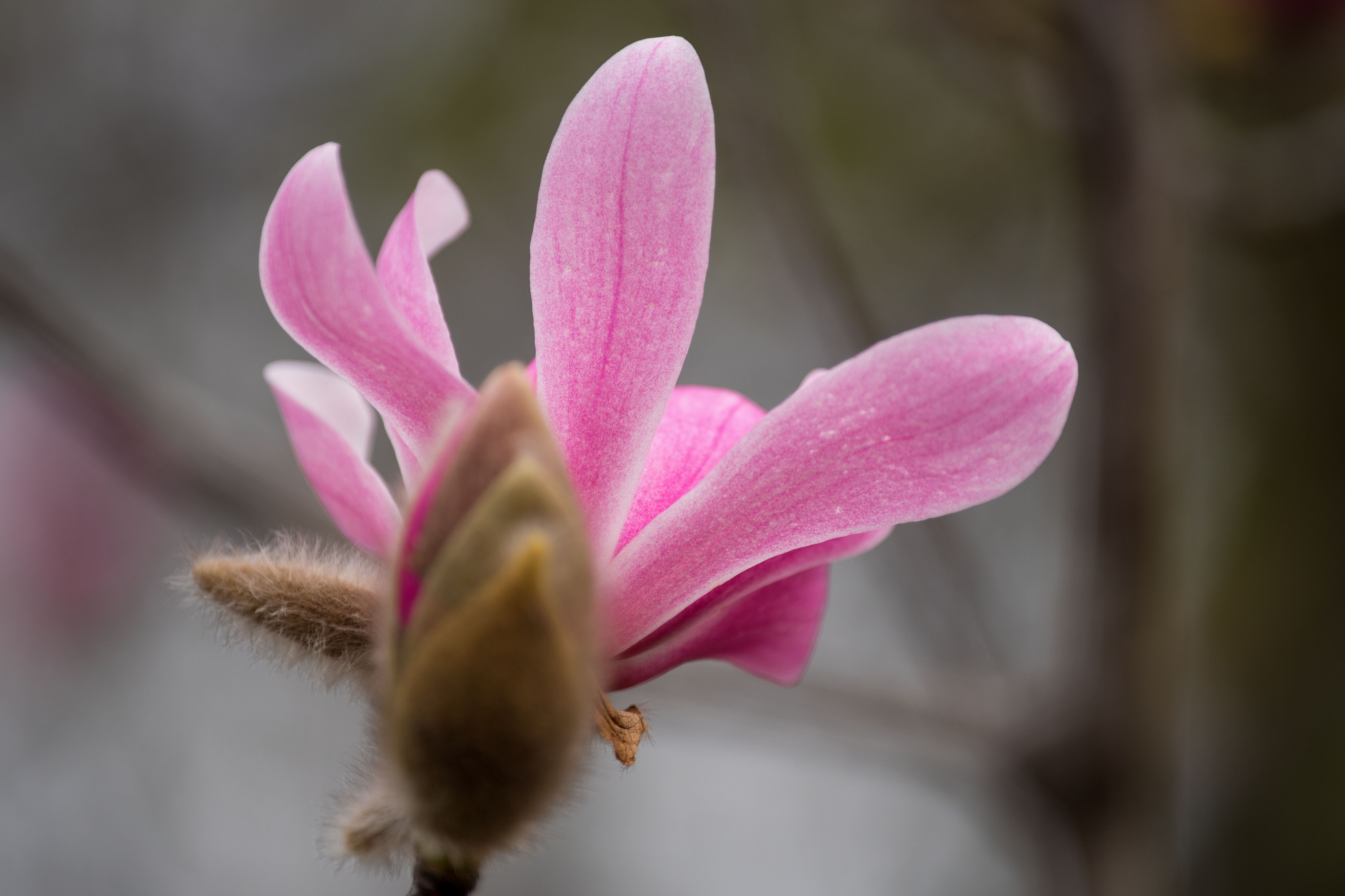(首发)特红武当玉兰
