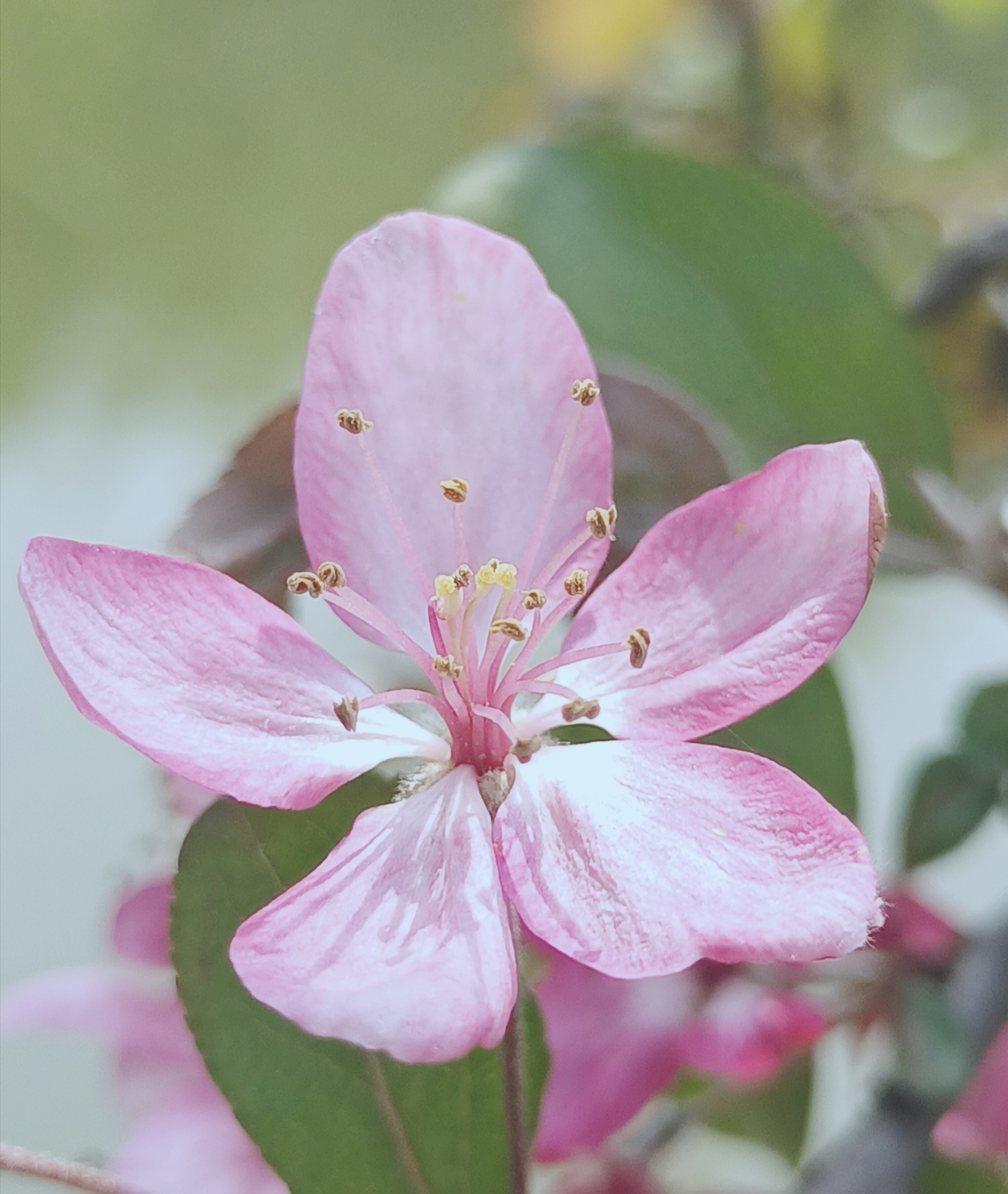 苹果属落叶小乔木,株高可达7米,呈圆丘状,或着整株直立呈垂枝状;分枝