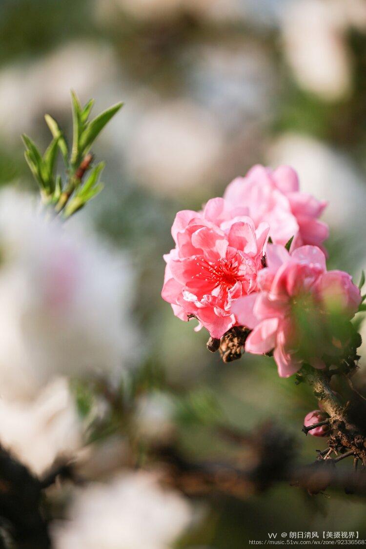 武漢市,鄂州市,丹江市,孝感市桃花仙桃市桂花咸寧市,老河口市石榴黃石