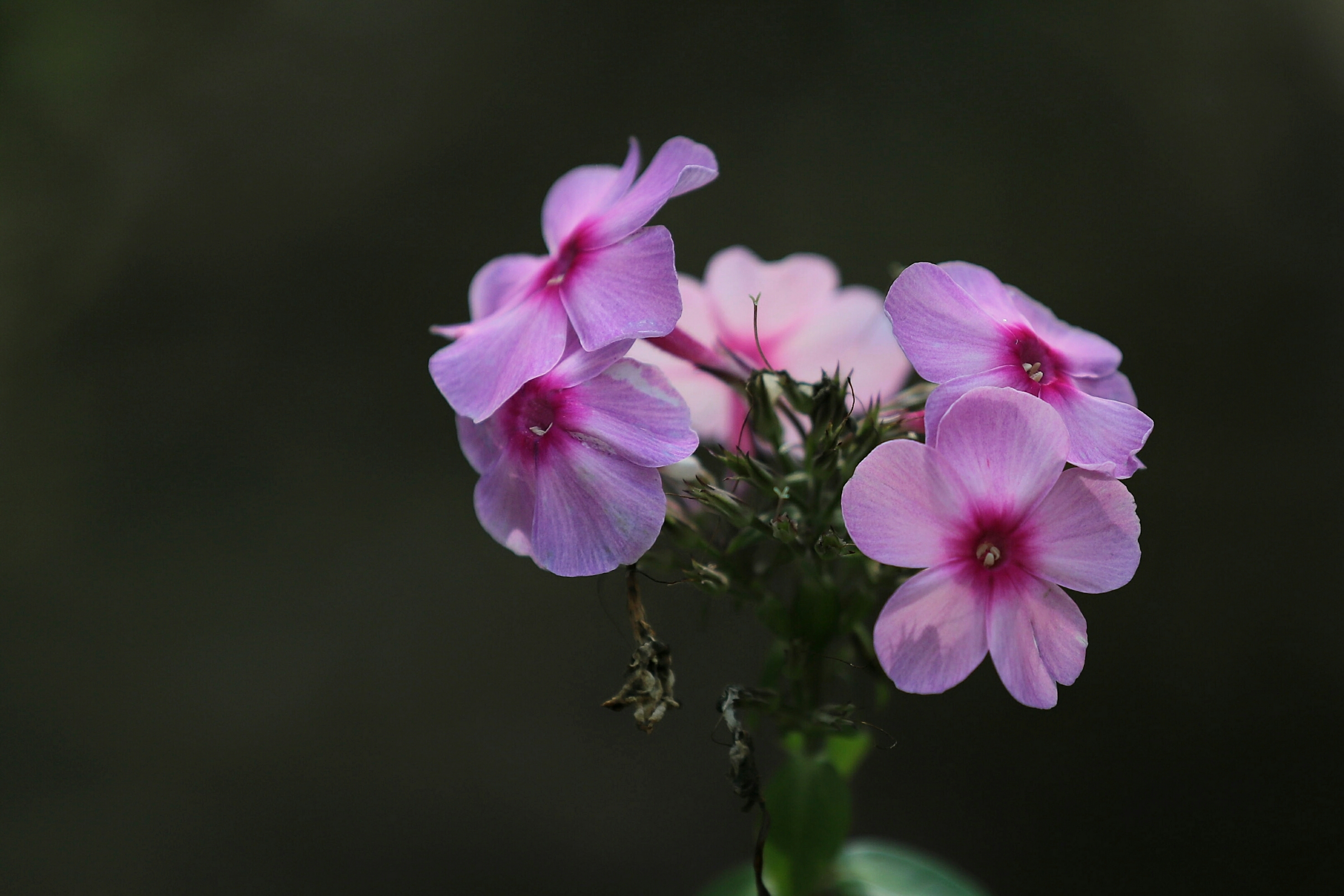 光影下的小天蓝绣球