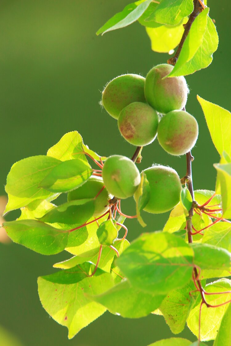 (二)花褪残红青杏小