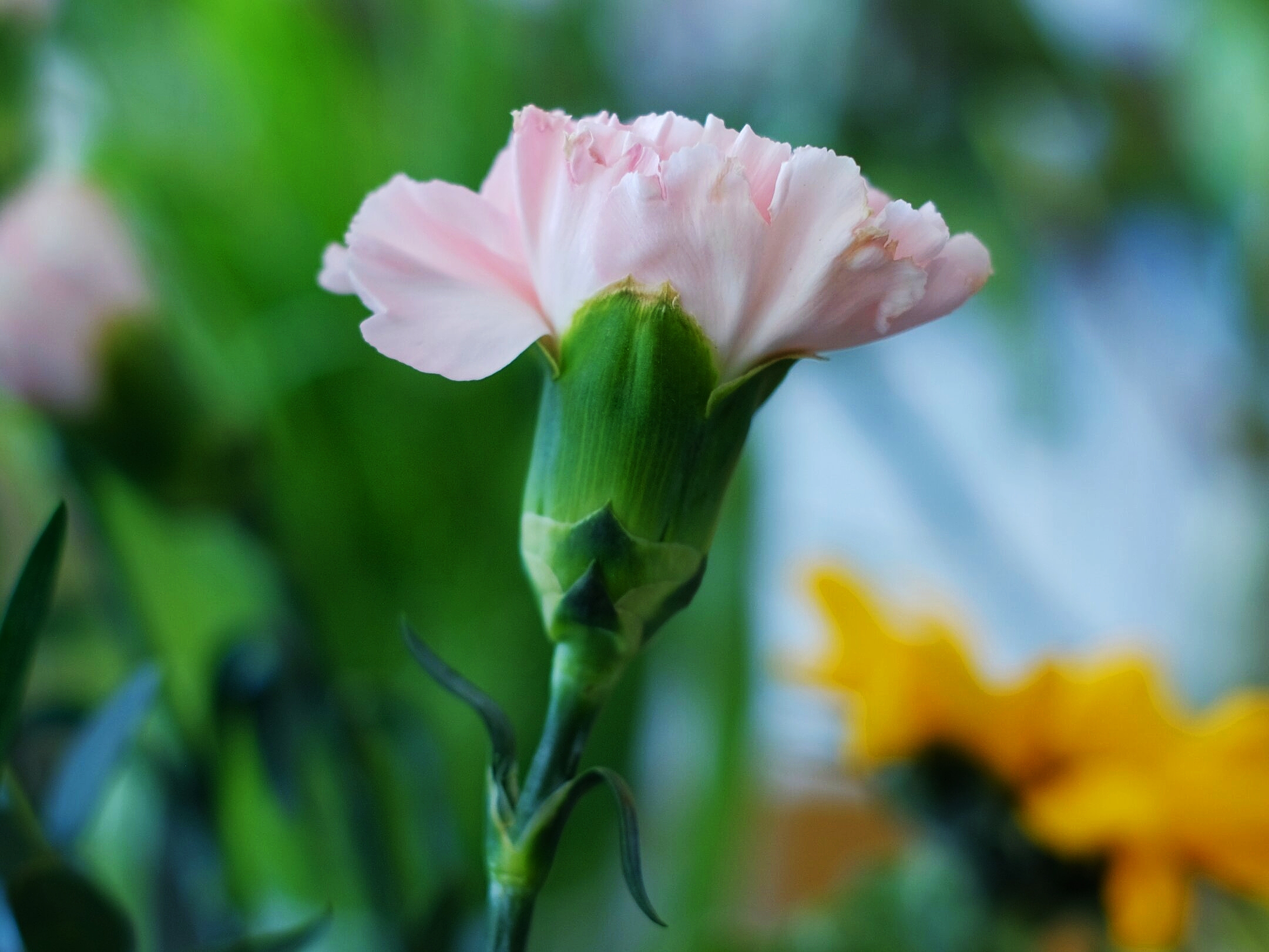 康乃馨的花语(康乃馨的花语代表什么)