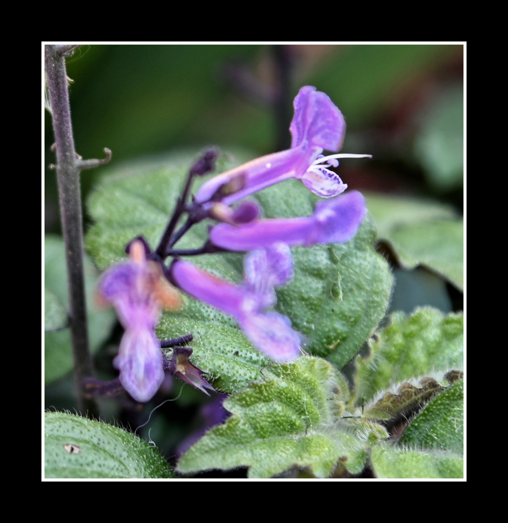 【首发】艾氏香茶菜