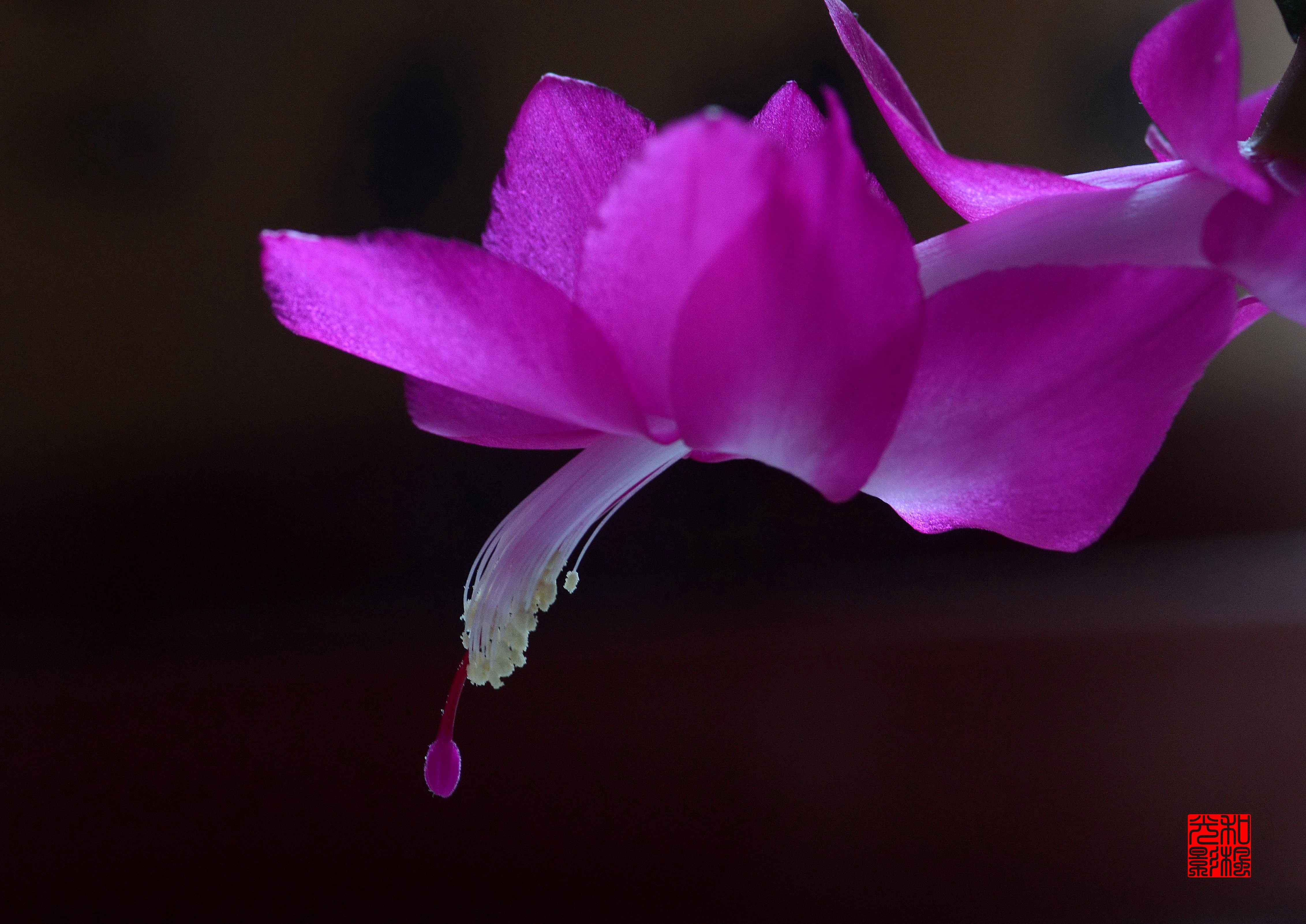 冬日里的一抹嫣红(首发)