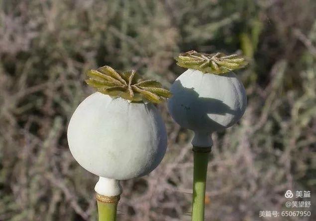 草果和罂粟的区别图片图片