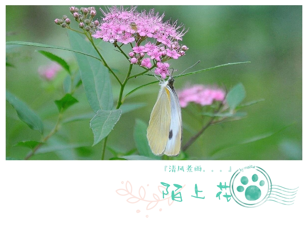 浅吟八月,清风煮雨陌上花.