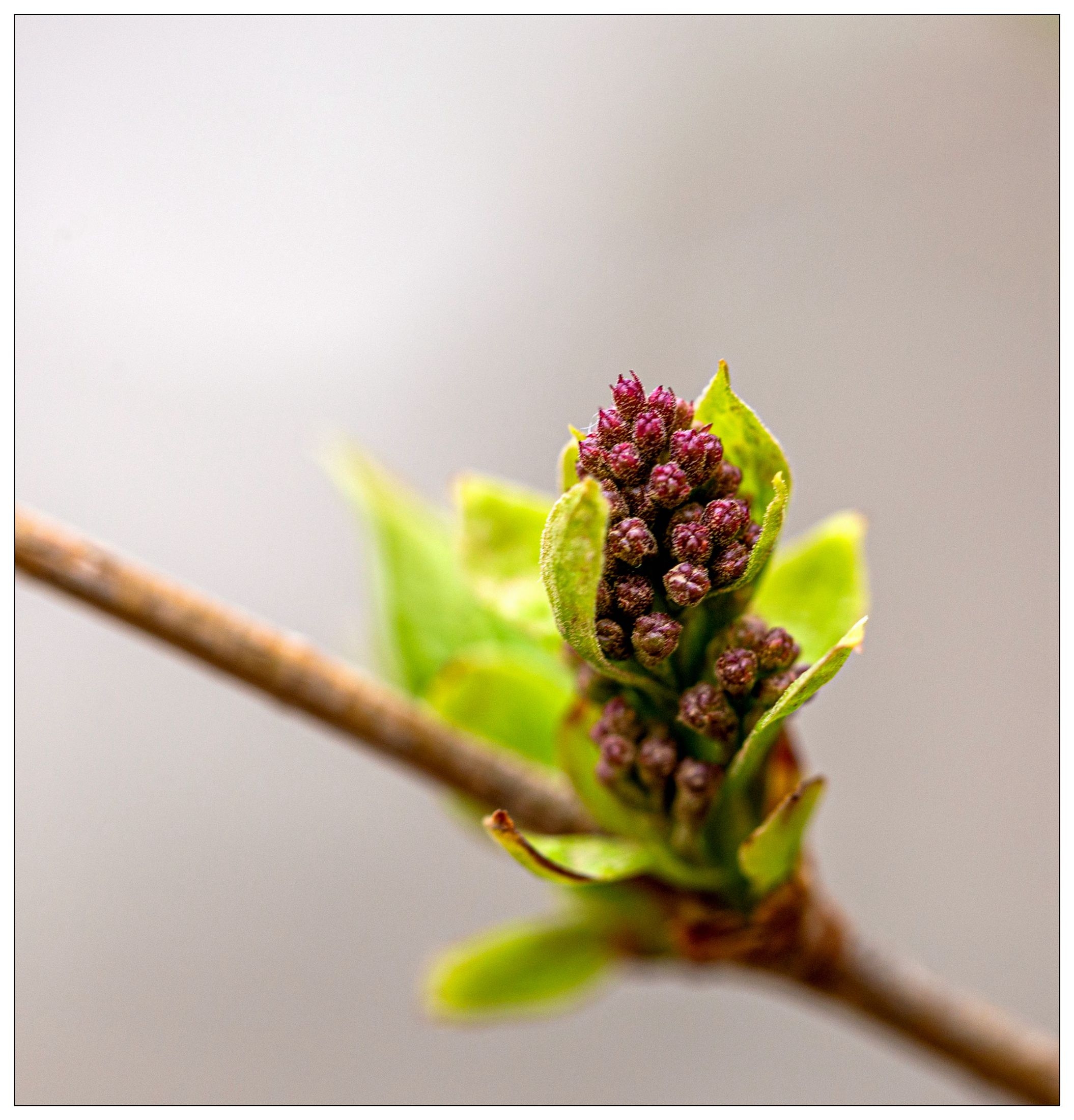 【Ⅴv首发】金银忍冬花蕾簇拥枝头