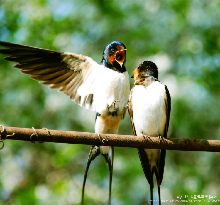 燕子与麻雀原创首发